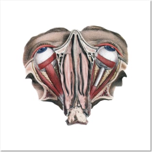 Vintage Human Anatomy Eyeballs Posters and Art